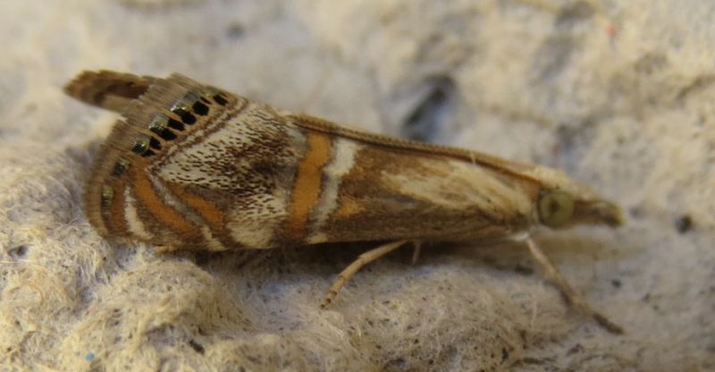 Euchromius  bellus, Crambidae (Sicilia)